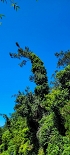 Plants: image 71 Of 208 Thumb